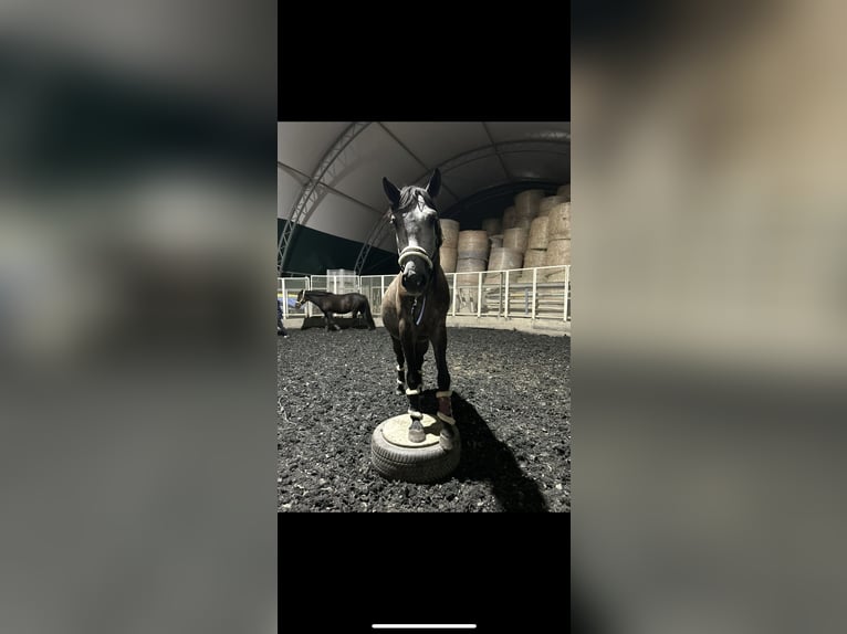 Húngaro Caballo castrado 6 años 167 cm Tordo in St. Valentin