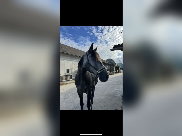 Húngaro Caballo castrado 6 años 167 cm Tordo in St. Valentin