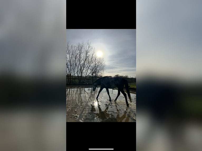 Húngaro Caballo castrado 6 años 167 cm Tordo in St. Valentin