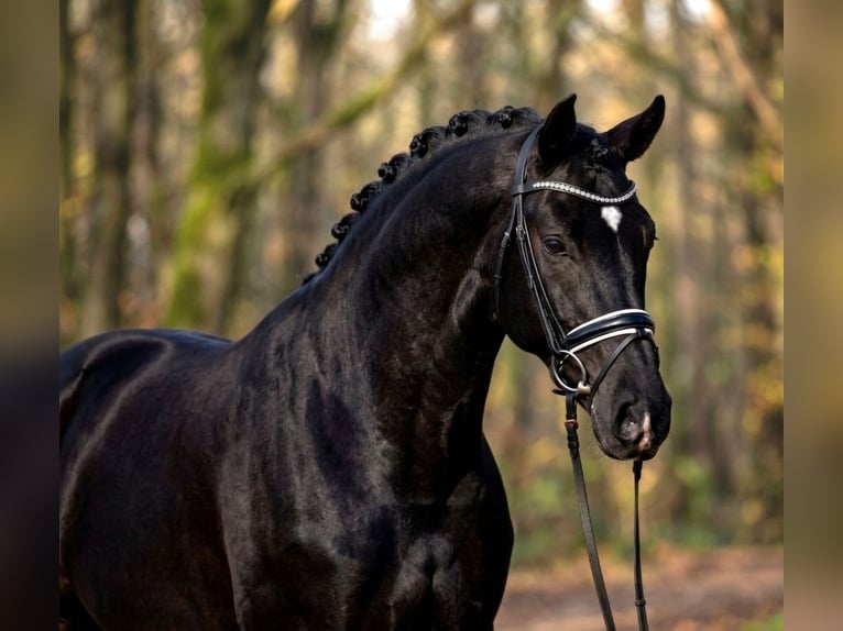 Húngaro Caballo castrado 6 años 168 cm Negro in Budapest