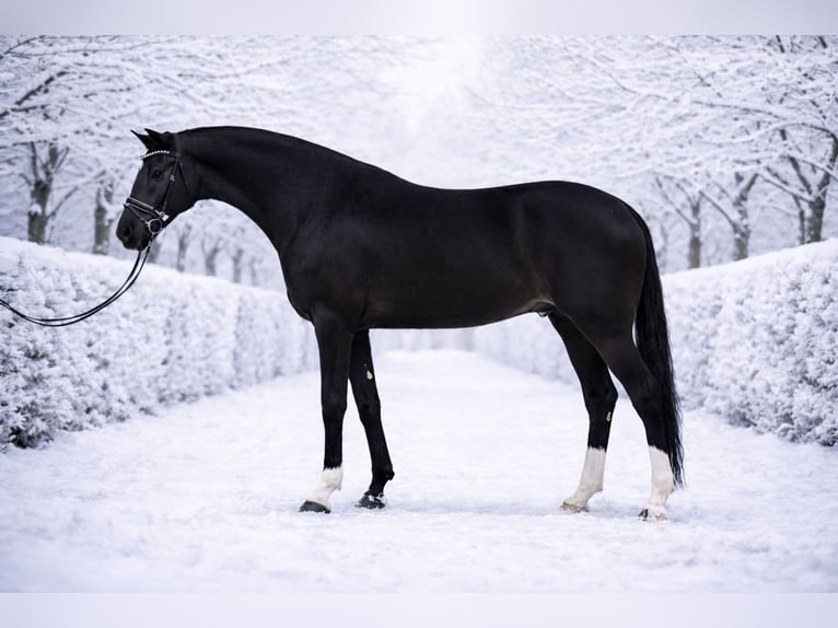 Húngaro Caballo castrado 6 años 168 cm Negro in Zalaegerszeg