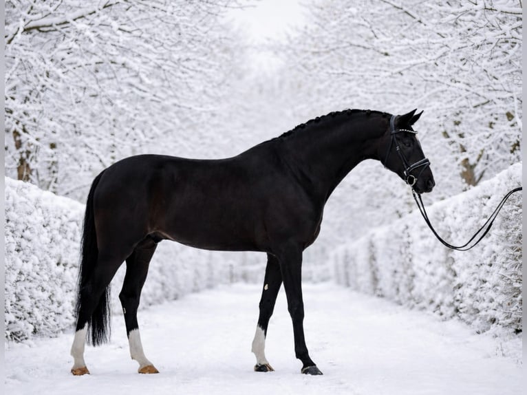 Húngaro Caballo castrado 6 años 168 cm Negro in Zalaegerszeg