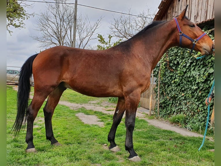 Húngaro Caballo castrado 6 años 169 cm Castaño in Biharugra Húngaro Caballo castrado 6 años 169 cm Castaño in Biharugra