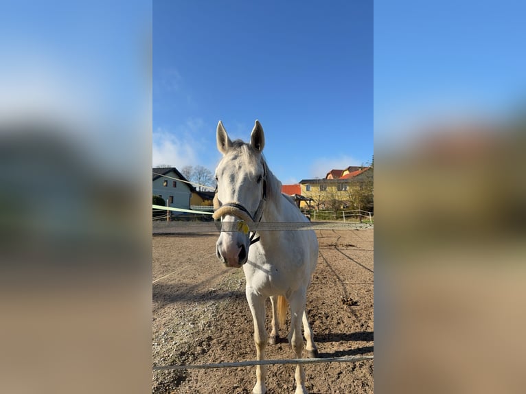 Húngaro Caballo castrado 6 años 170 cm Tordo in Langschwarza