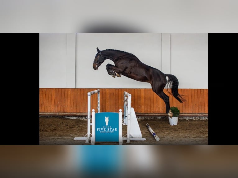 Húngaro Caballo castrado 6 años 172 cm Castaño oscuro in Schattendorf