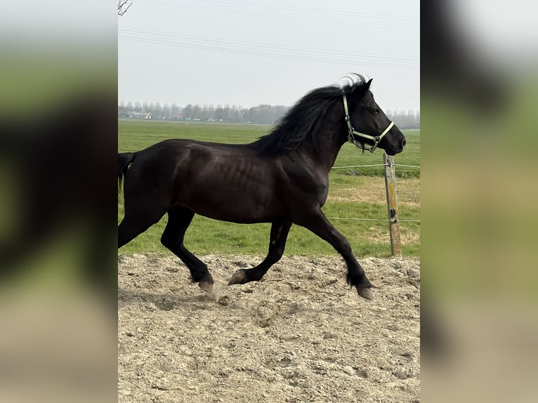 Húngaro Caballo castrado 7 años 143 cm Morcillo in Zwartewaal