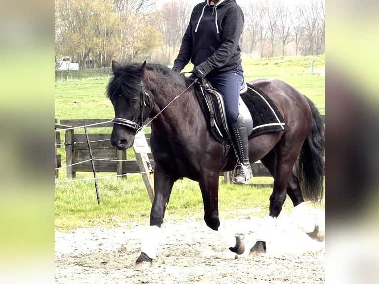 Húngaro Caballo castrado 7 años 143 cm Morcillo in Zwartewaal