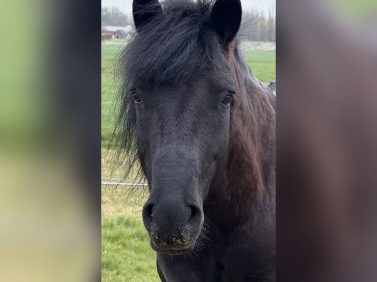 Húngaro Caballo castrado 7 años 143 cm Negro in Zwartewaal