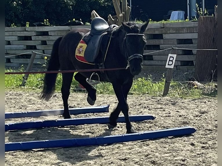 Húngaro Caballo castrado 7 años 143 cm Negro in Zwartewaal