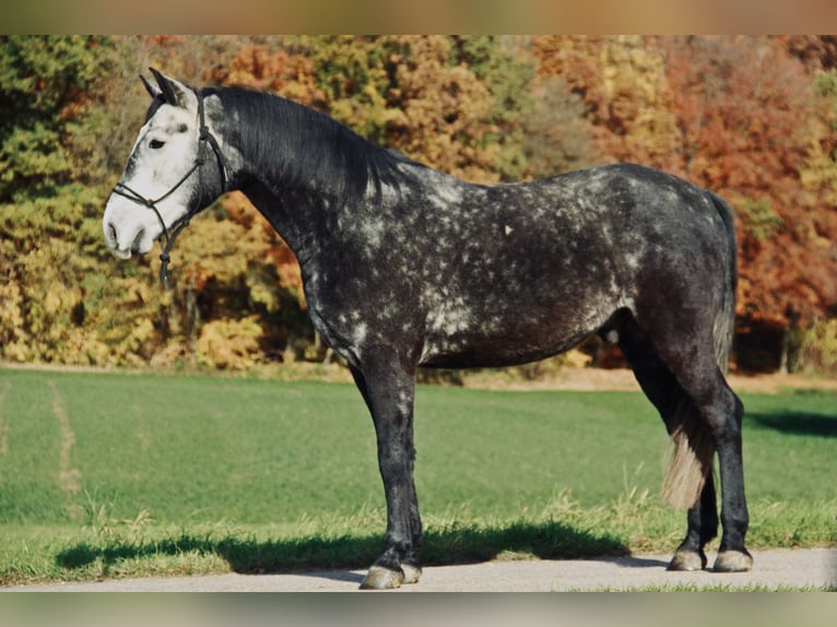 Húngaro Caballo castrado 7 años 155 cm Tordillo negro in Denkendorf
