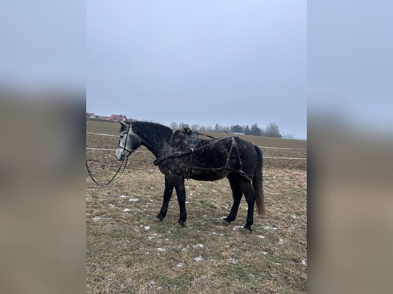 Húngaro Caballo castrado 7 años 155 cm Tordillo negro in Denkendorf