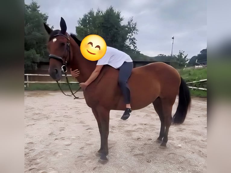 Húngaro Mestizo Caballo castrado 7 años 156 cm Castaño in Sittendorf