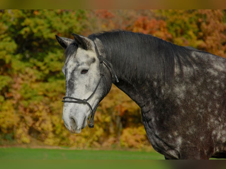 Húngaro Caballo castrado 7 años 157 cm Tordillo negro in Denkendorf