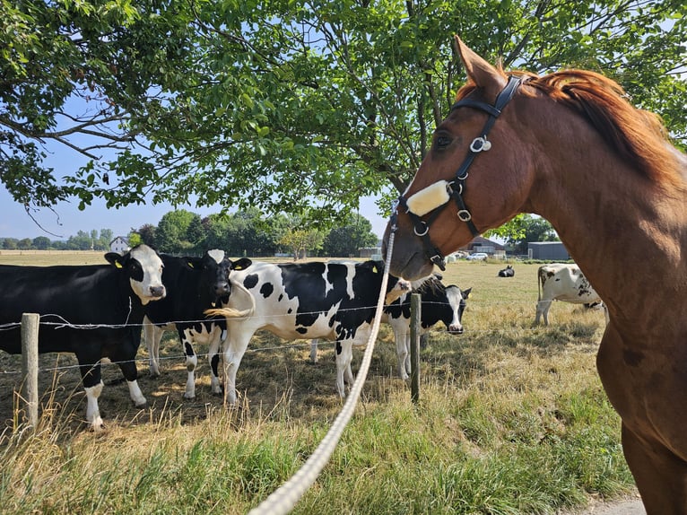 Húngaro Caballo castrado 7 años 163 cm Alazán in Heinsberg