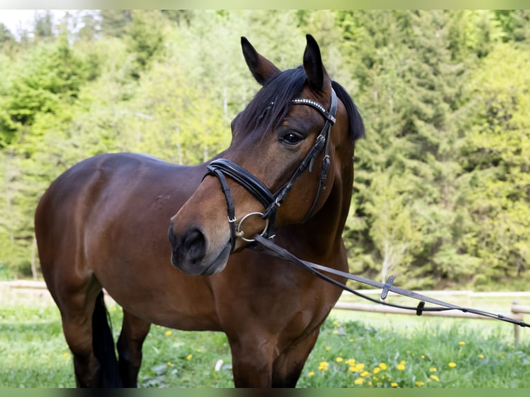 Húngaro Caballo castrado 7 años 165 cm Castaño oscuro in Pittenhart