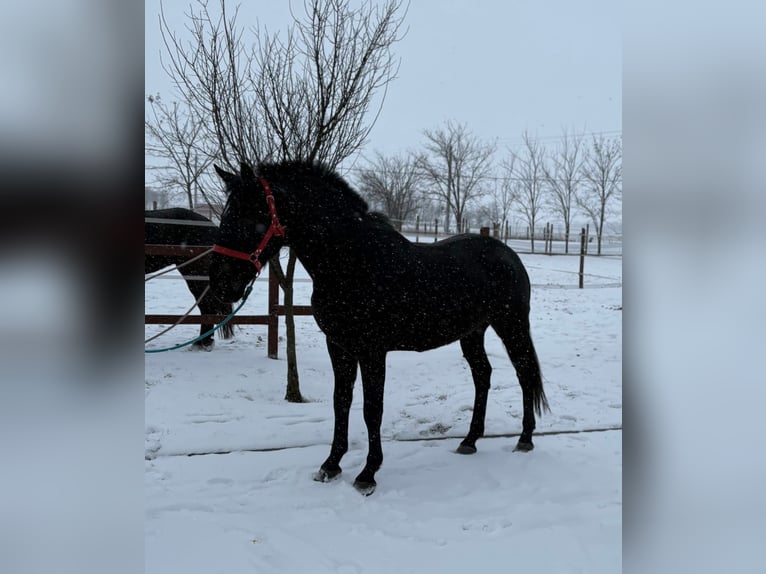 Húngaro Caballo castrado 7 años 165 cm Negro in Tass