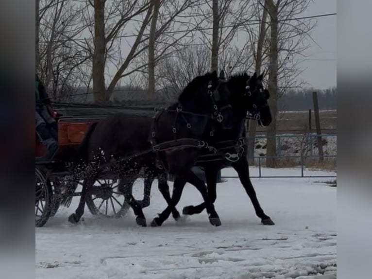 Húngaro Caballo castrado 7 años 165 cm Negro in Tass