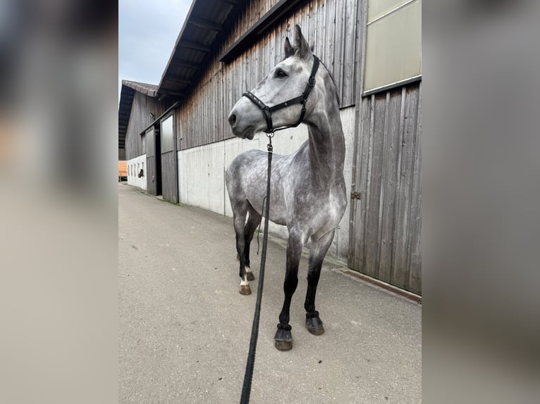 Húngaro Caballo castrado 7 años 165 cm Tordo in Ettiswil