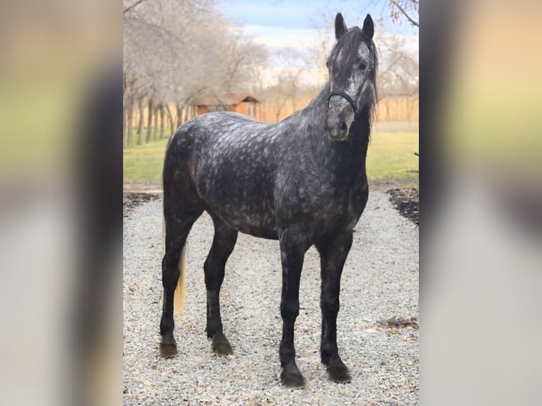 Húngaro Mestizo Caballo castrado 7 años 165 cm Tordo rodado in B&#xE9;k&#xE9;scsaba
