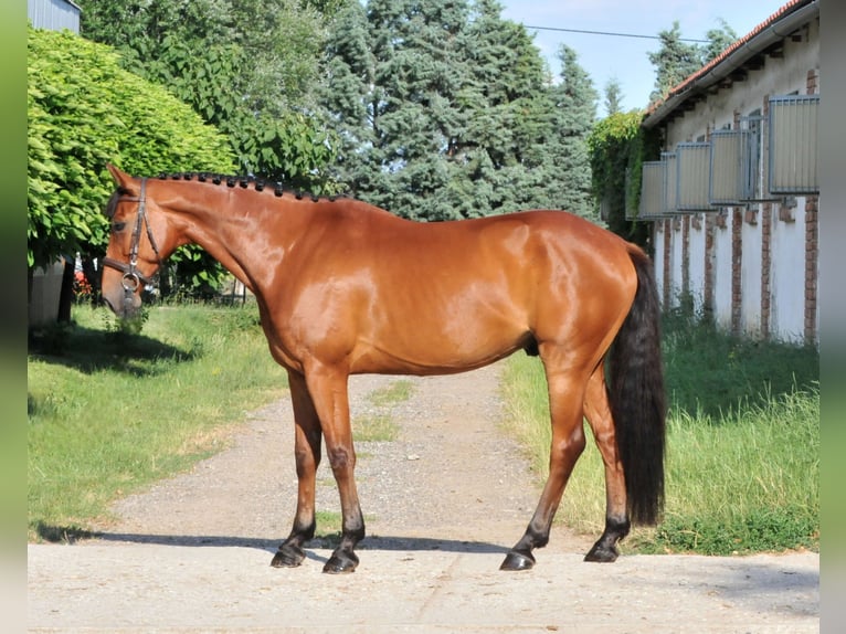 Húngaro Caballo castrado 7 años 167 cm Castaño in Schattendorf