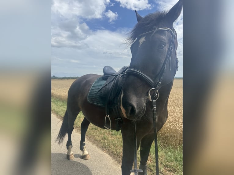 Húngaro Caballo castrado 7 años 167 cm Morcillo in Rheinbach