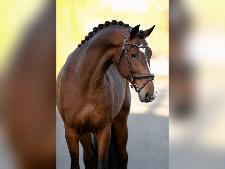 Húngaro Caballo castrado 7 años 168 cm Castaño in Budapest