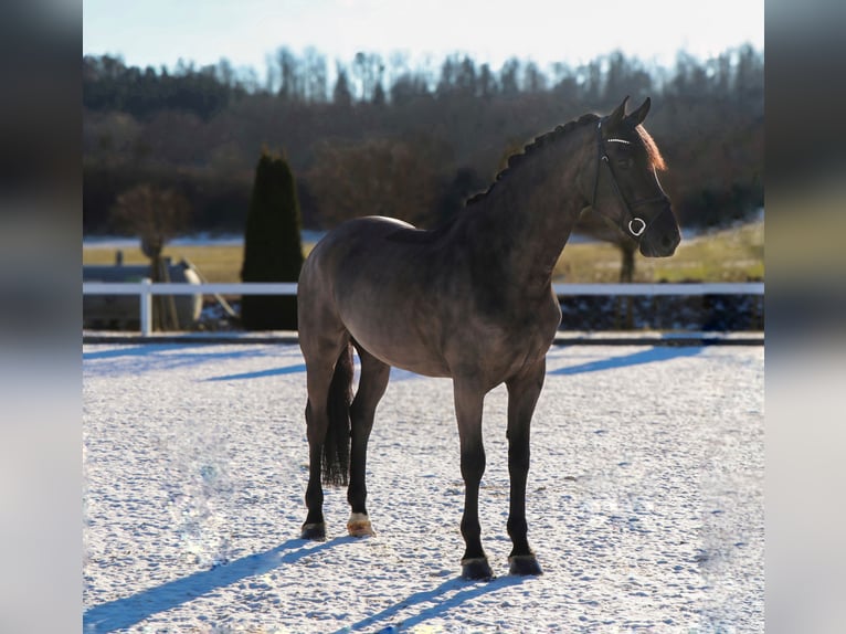 Húngaro Caballo castrado 7 años 169 cm Negro in Schwäbisch Hall