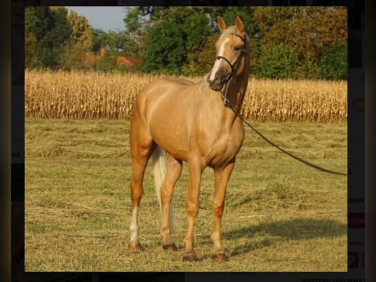 Húngaro Caballo castrado 7 años 170 cm Palomino in Hönow