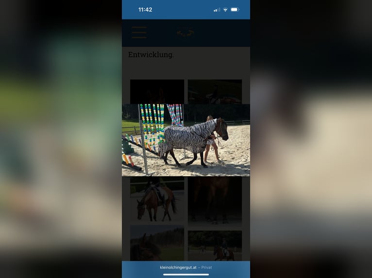 Húngaro Caballo castrado 8 años 139 cm Castaño in Nußdorf