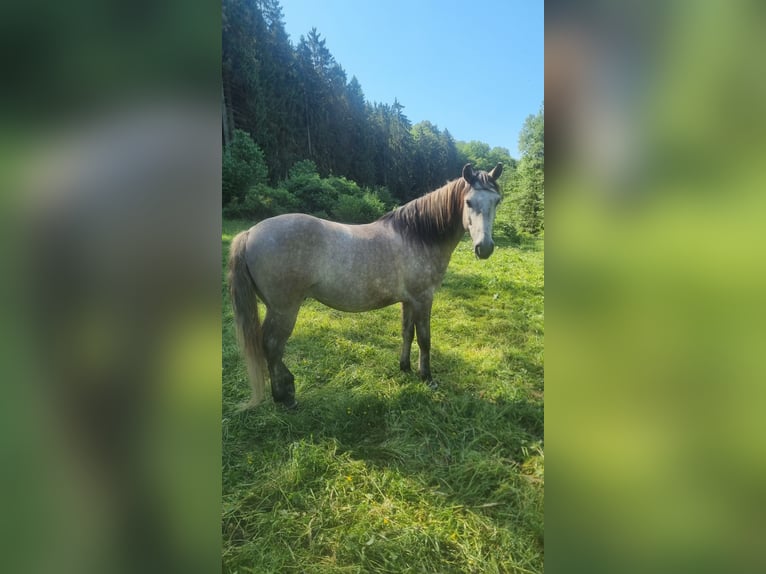 Húngaro Caballo castrado 8 años 147 cm Musgo in Bickendorf