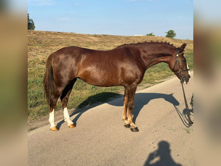 Húngaro Mestizo Caballo castrado 8 años 148 cm Alazán-tostado in Matzersdorf