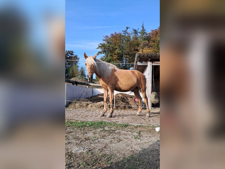 Húngaro Mestizo Caballo castrado 8 años 150 cm Palomino in Neustadtl-Markt