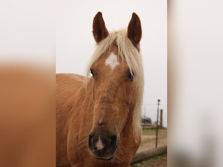 Húngaro Mestizo Caballo castrado 8 años 150 cm Palomino in Neustadtl-Markt