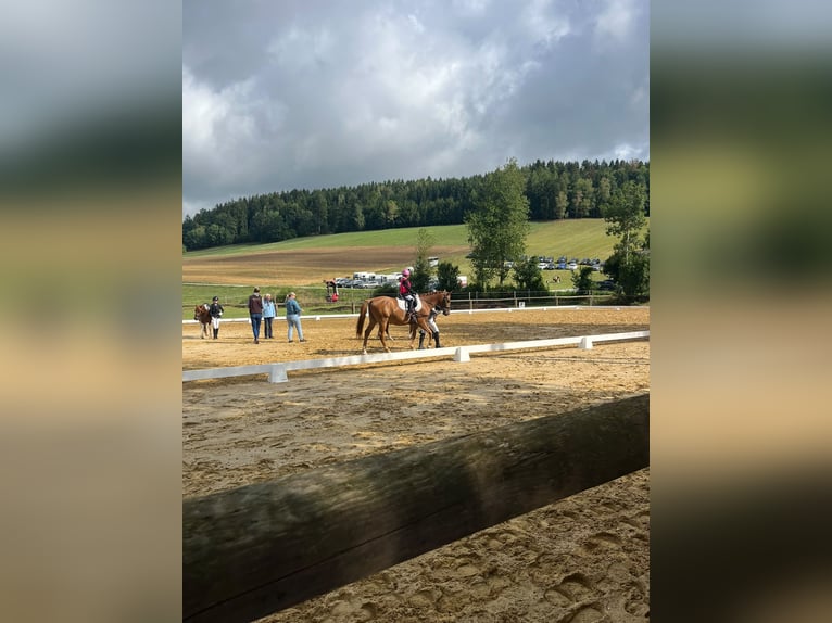 Húngaro Caballo castrado 8 años 155 cm Alazán in Aigen-Schlägl