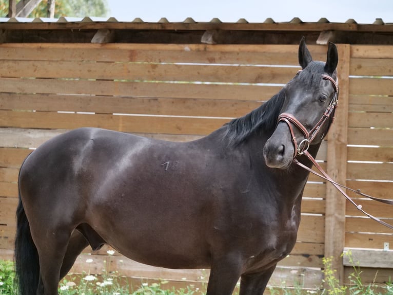 Húngaro Caballo castrado 8 años 155 cm Negro in Galenberg