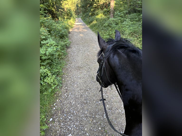 Húngaro Mestizo Caballo castrado 8 años 157 cm Negro in Vilgertshofen
