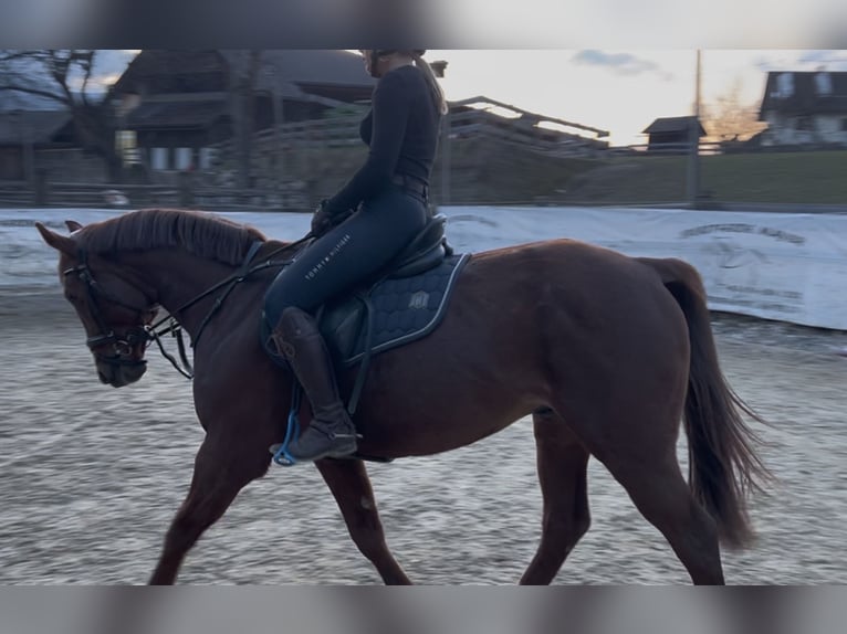 Húngaro Caballo castrado 8 años 158 cm Alazán in Villach