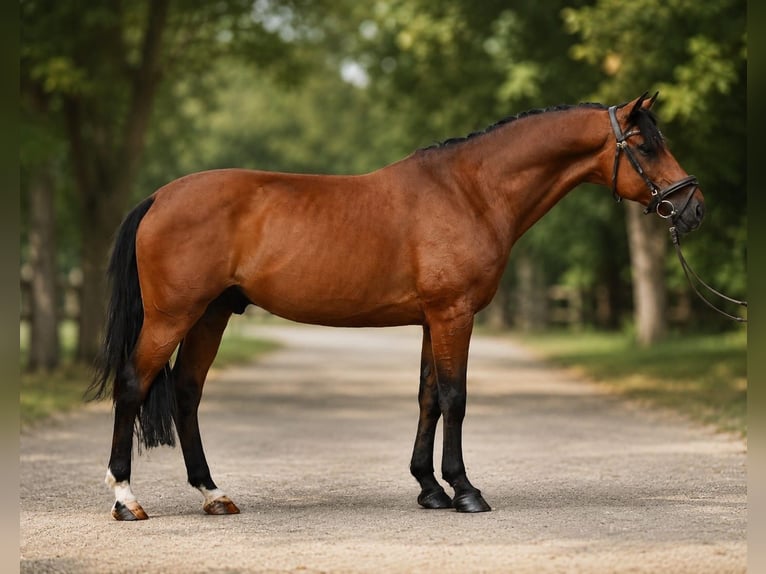 Húngaro Caballo castrado 8 años 160 cm Castaño in Cegléd
