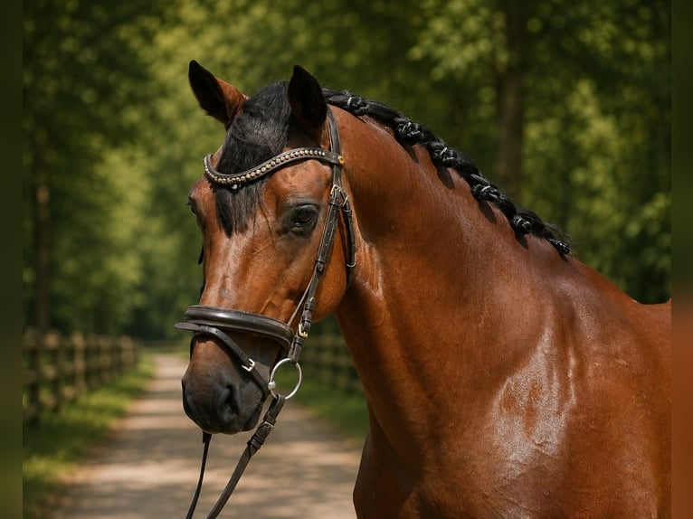 Húngaro Caballo castrado 8 años 160 cm Castaño in Cegléd