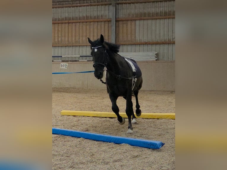 Húngaro Mestizo Caballo castrado 8 años 164 cm Negro in Mattersburg