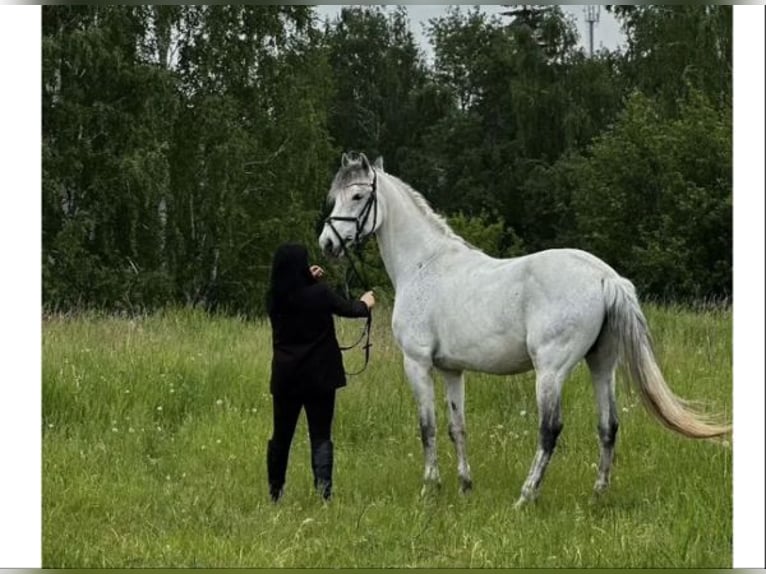 Húngaro Mestizo Caballo castrado 8 años 164 cm Tordo in Korosnagyharsany