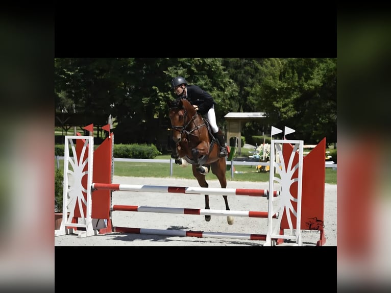 Húngaro Caballo castrado 8 años 167 cm Castaño in Schattendorf