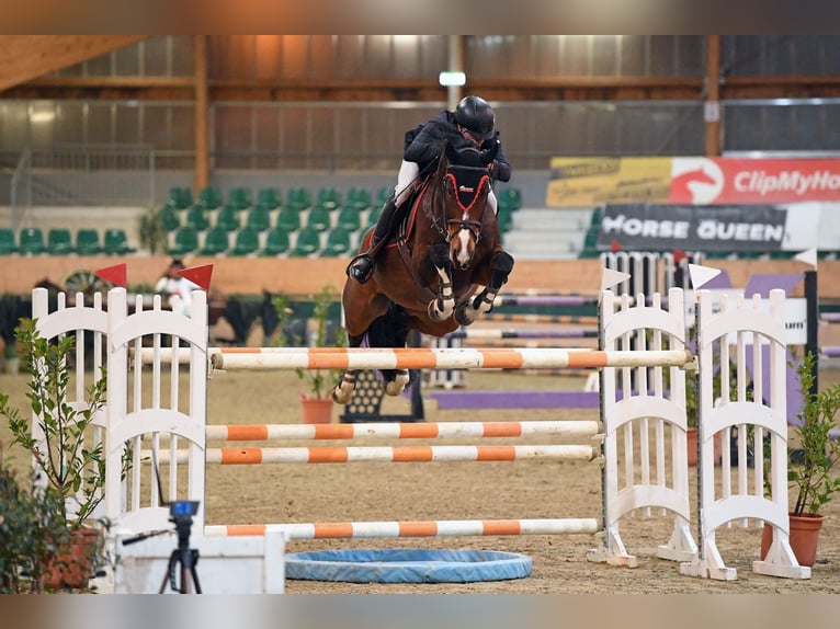 Húngaro Caballo castrado 8 años 168 cm Castaño in Győrújbarát