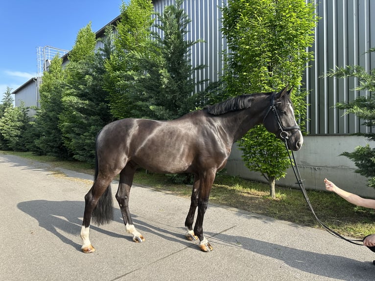 Húngaro Caballo castrado 8 años 170 cm Negro in Budapest