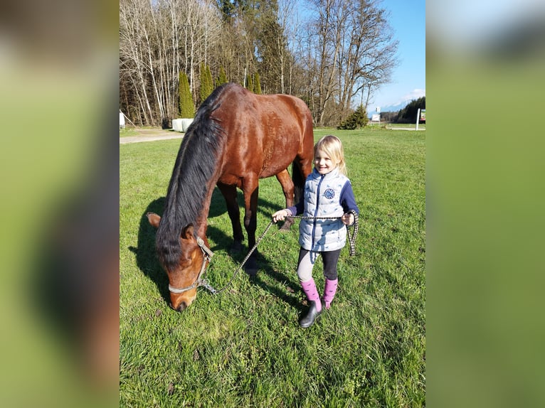 Húngaro Caballo castrado 8 años Castaño in Wirtschaft