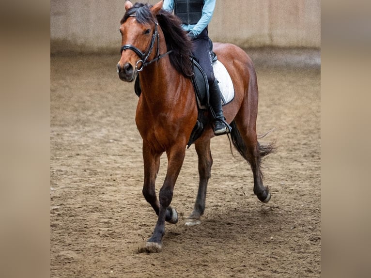 Húngaro Caballo castrado 8 años Castaño in Wirtschaft