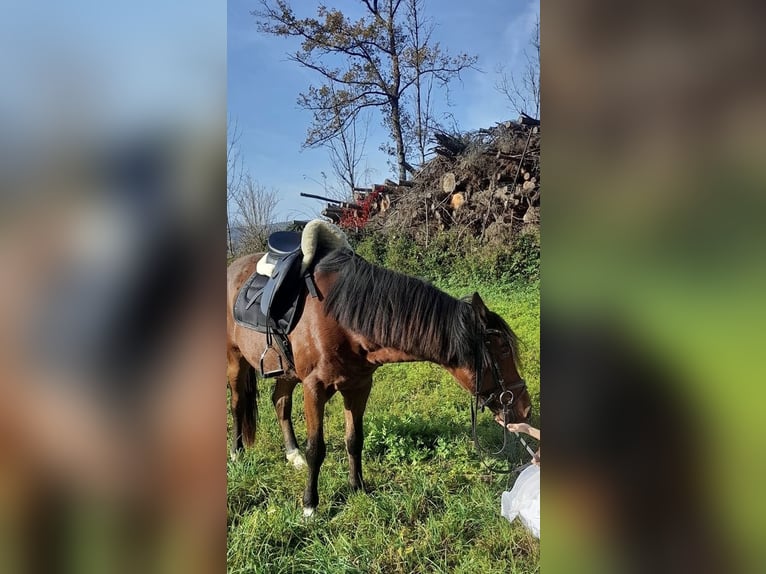Húngaro Caballo castrado 9 años 148 cm Castaño in Klagenfurt