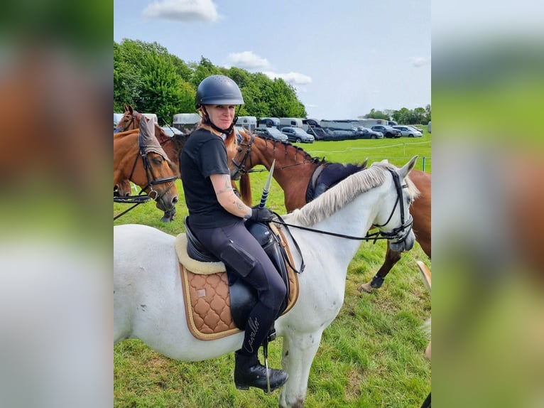 Húngaro Mestizo Caballo castrado 9 años 148 cm Tordo in Poppenb&#xFC;ll