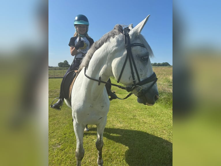 Húngaro Mestizo Caballo castrado 9 años 148 cm Tordo in Poppenb&#xFC;ll