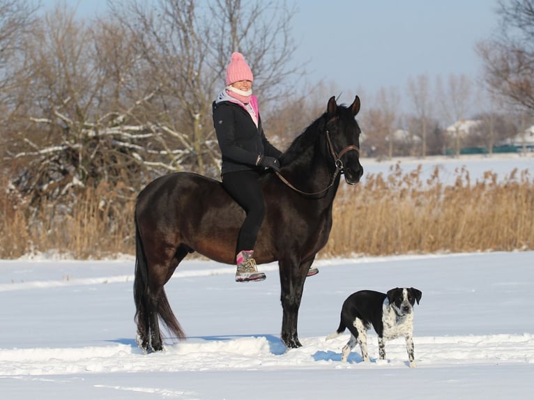 Húngaro Mestizo Caballo castrado 9 años 150 cm Negro in Pér